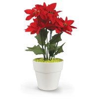 Αλεξανδρινό γλαστράκι με 11 λουλούδια 40εκ. σε 2 χρώματα - 008758